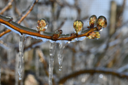 Lutte contre le gel par aspersion - Verger de poirier, Lanxade (24) : 10/03/2021